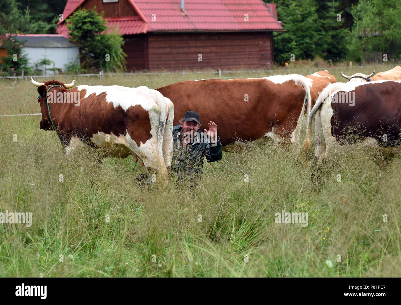 Polish dairy farmers milking cows by hand in the viillage Witow, Tatra County, near Zakopane, Poland. Stock Photo