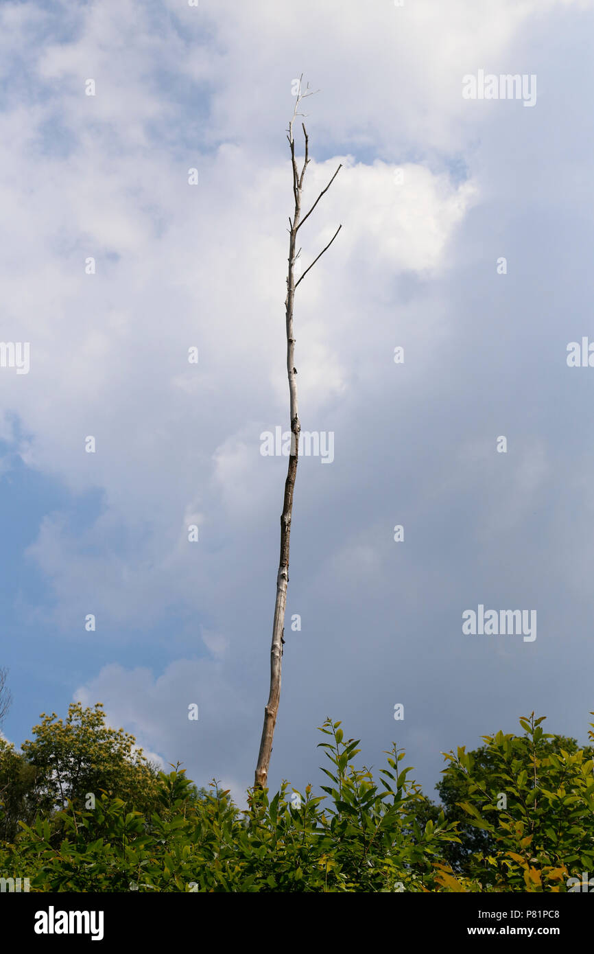 Tall dead tree Stock Photo