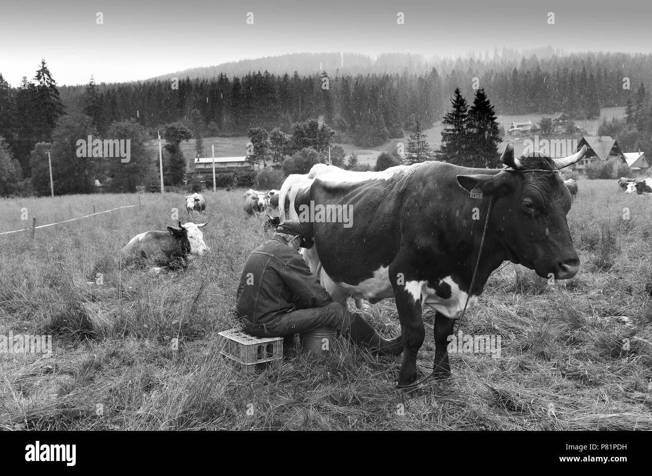 Polish dairy farmers milking cows by hand in the viillage Witow, Tatra County, near Zakopane, Poland. Stock Photo