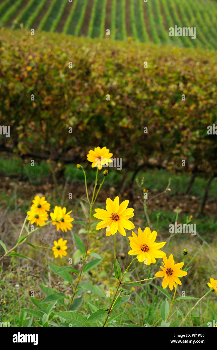 Wild Flowers In Tuscany Italy High Resolution Stock Photography and