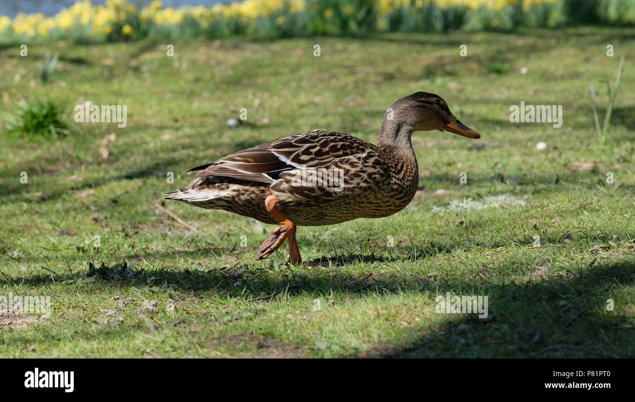 ducks in the park Stock Photo