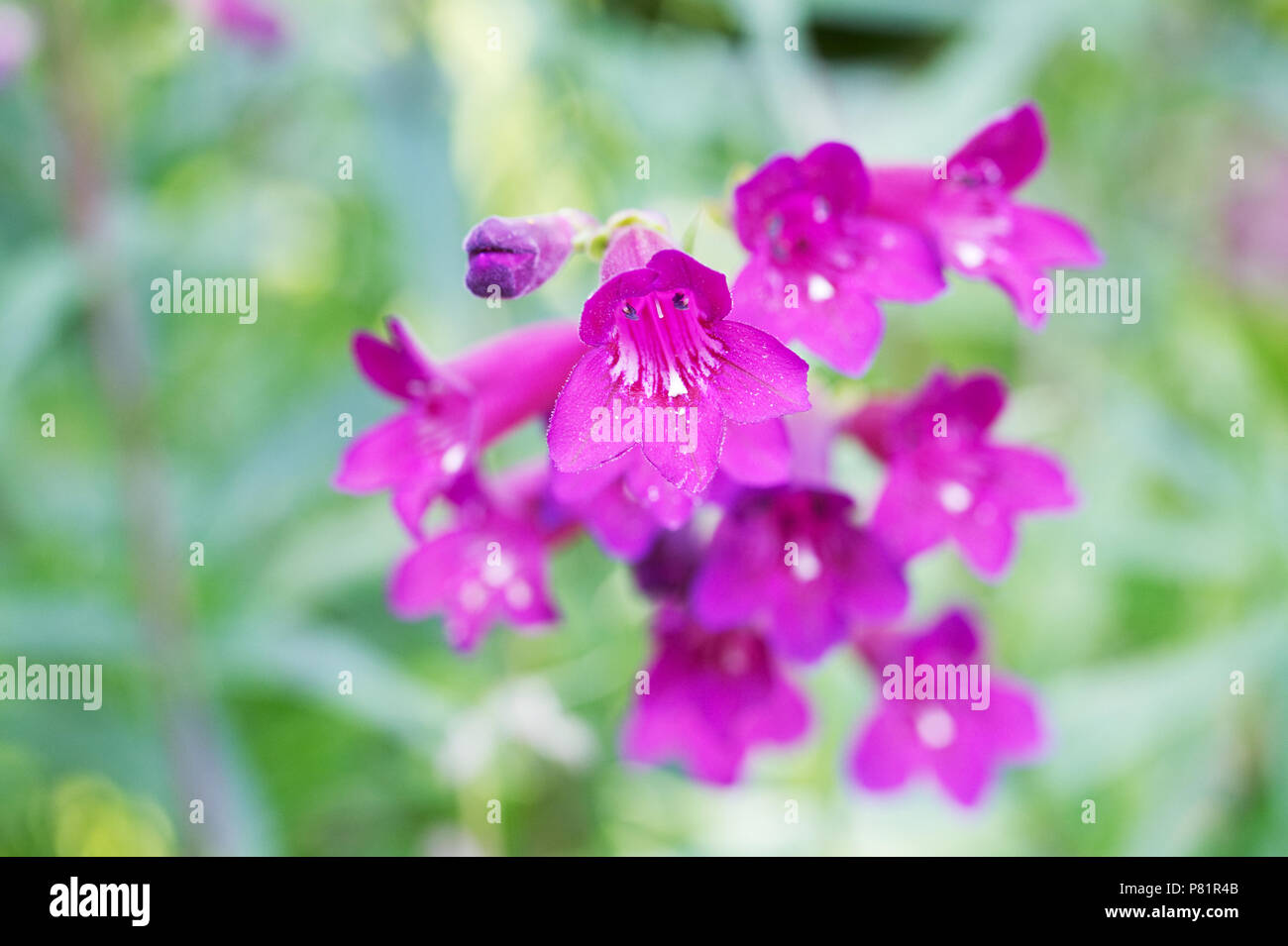 Penstemon 'Sour Grapes' growing in an herbaceous border. Beard tongue flower. Stock Photo