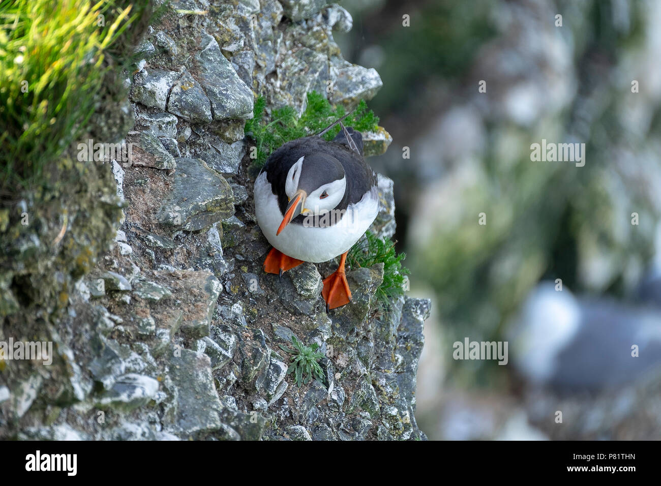 Atlantic Puffins on cliff edge in Yorkshire Stock Photo
