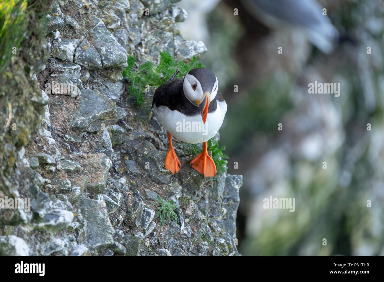 Atlantic Puffins on cliff edge in Yorkshire Stock Photo