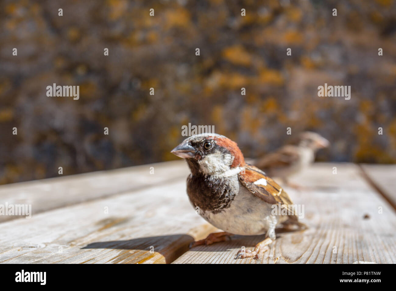 Close up wide angle shot of House Sparrow (Passer domesticus), Wales, UK Stock Photo
