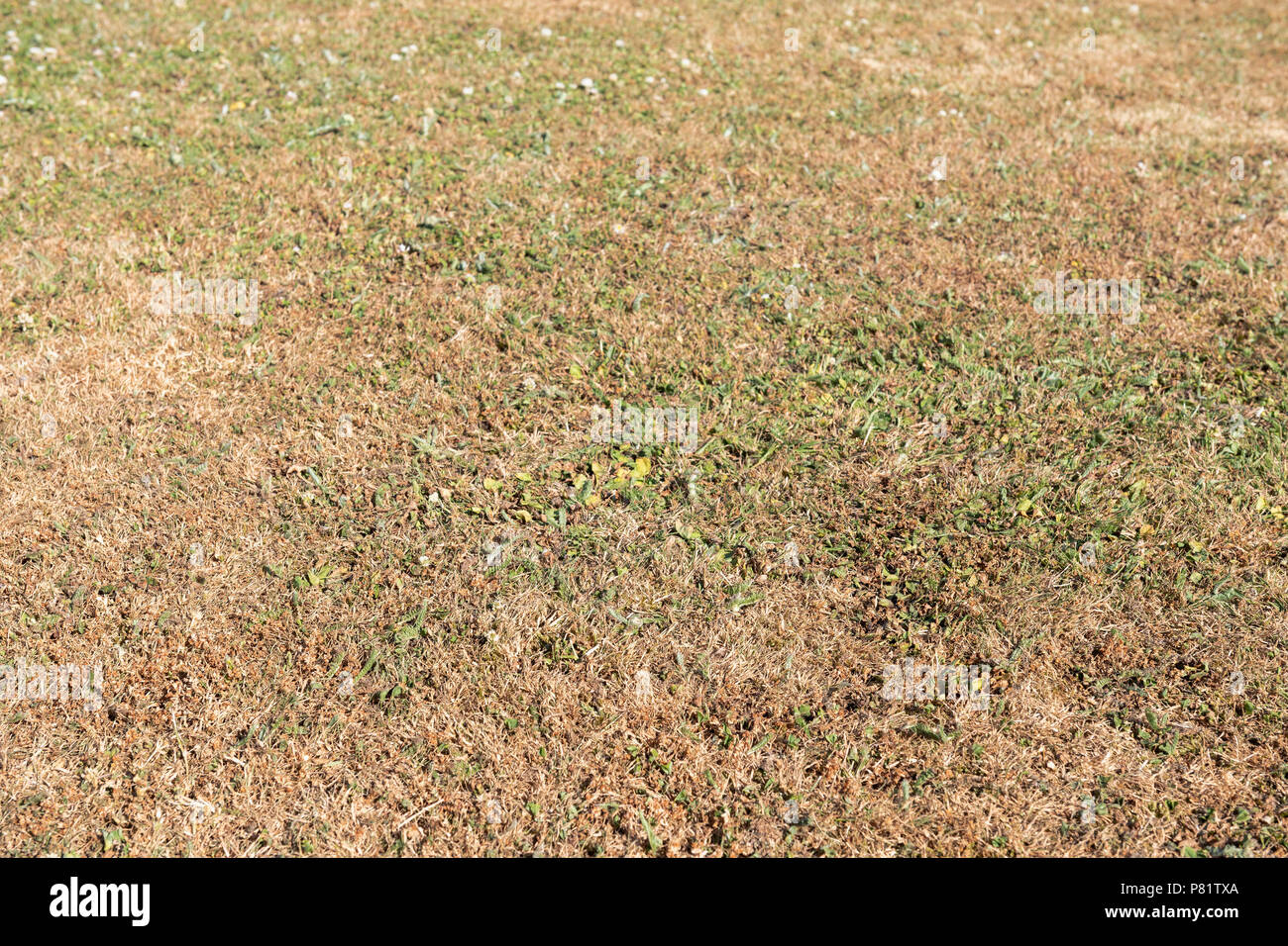 Lawn in a drought, the grass has gone brown. UK garden parched in summer. Stock Photo