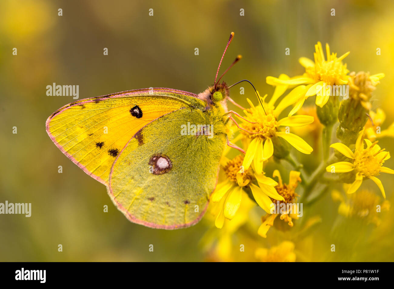 Butterfly Pale clouded yellow (Colias hyale) feeding nectar on yellow flowers background Stock Photo