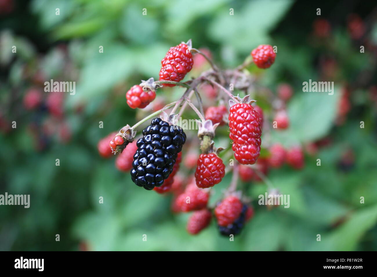 Very close up shot of wild berries in South Cumberland State Park Stock Photo