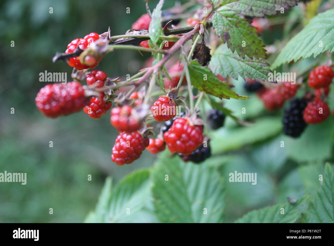 Close up berries in South Cumberland State Park Stock Photo