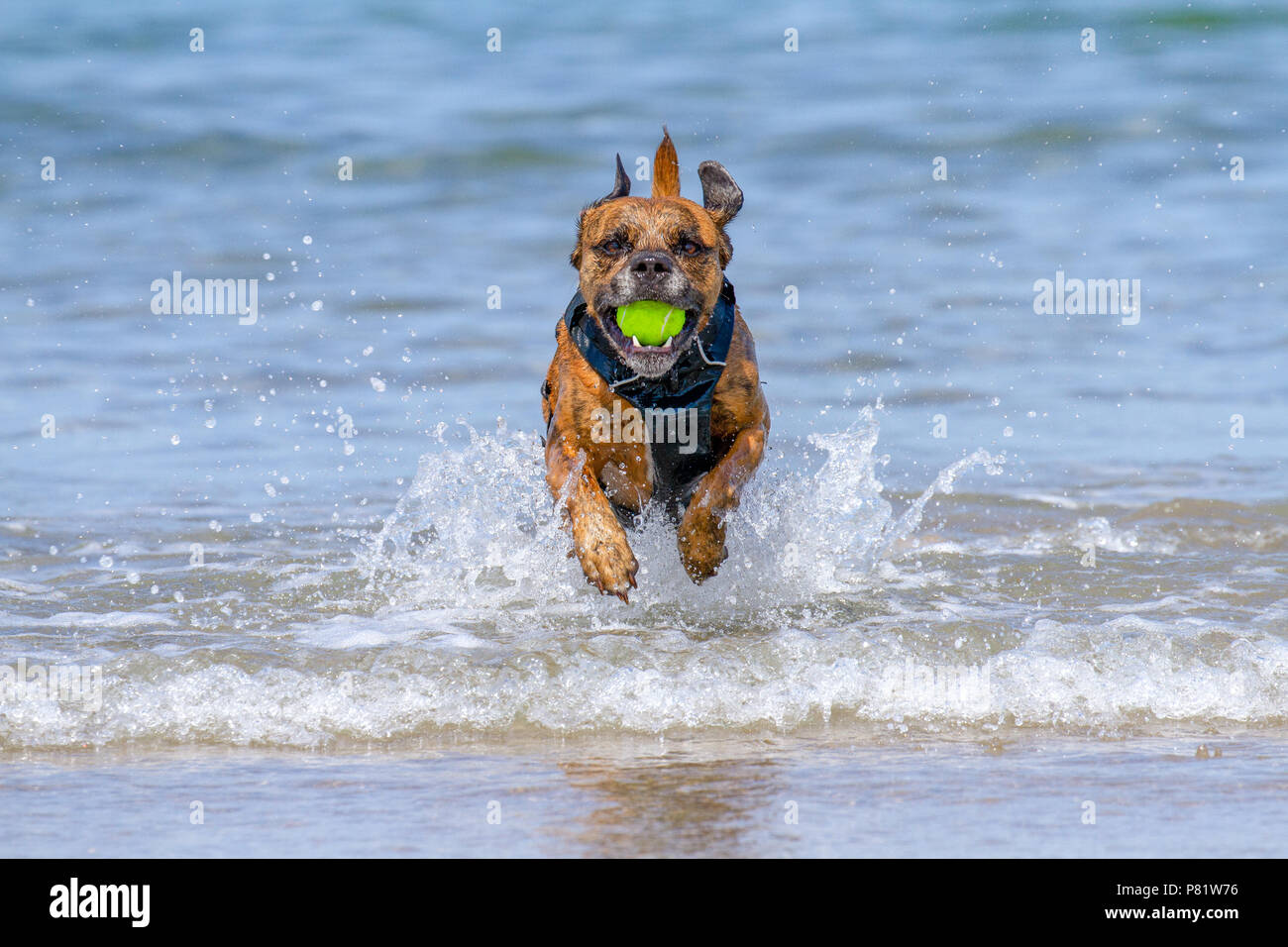 Happy Dog playing fetch on a seaside sandy beach, Pembrokeshire, UK Stock Photo