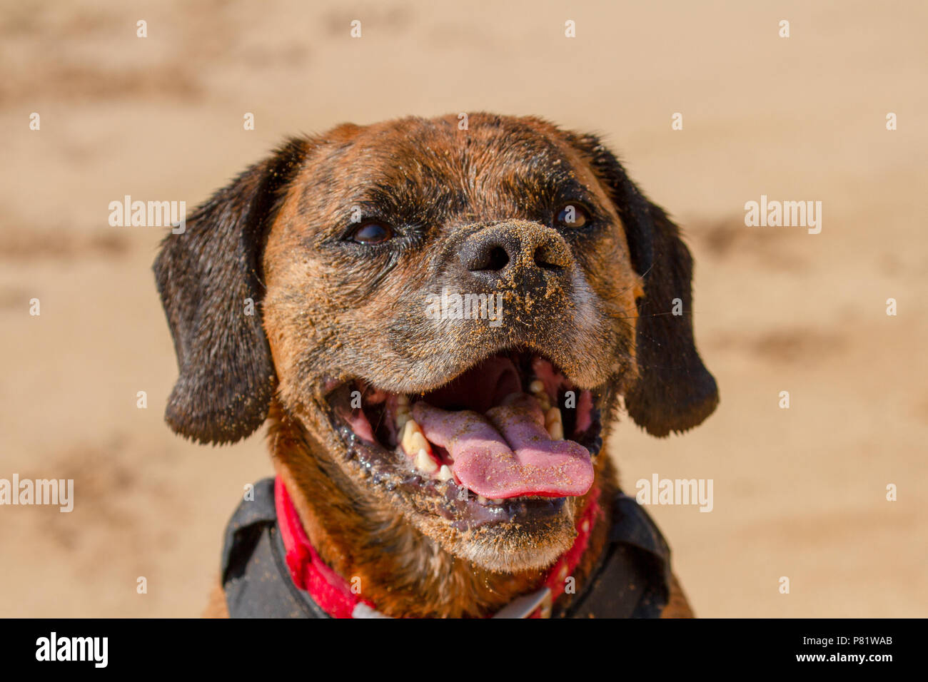 Happy Dog playing fetch on a seaside sandy beach, Pembrokeshire, UK Stock Photo