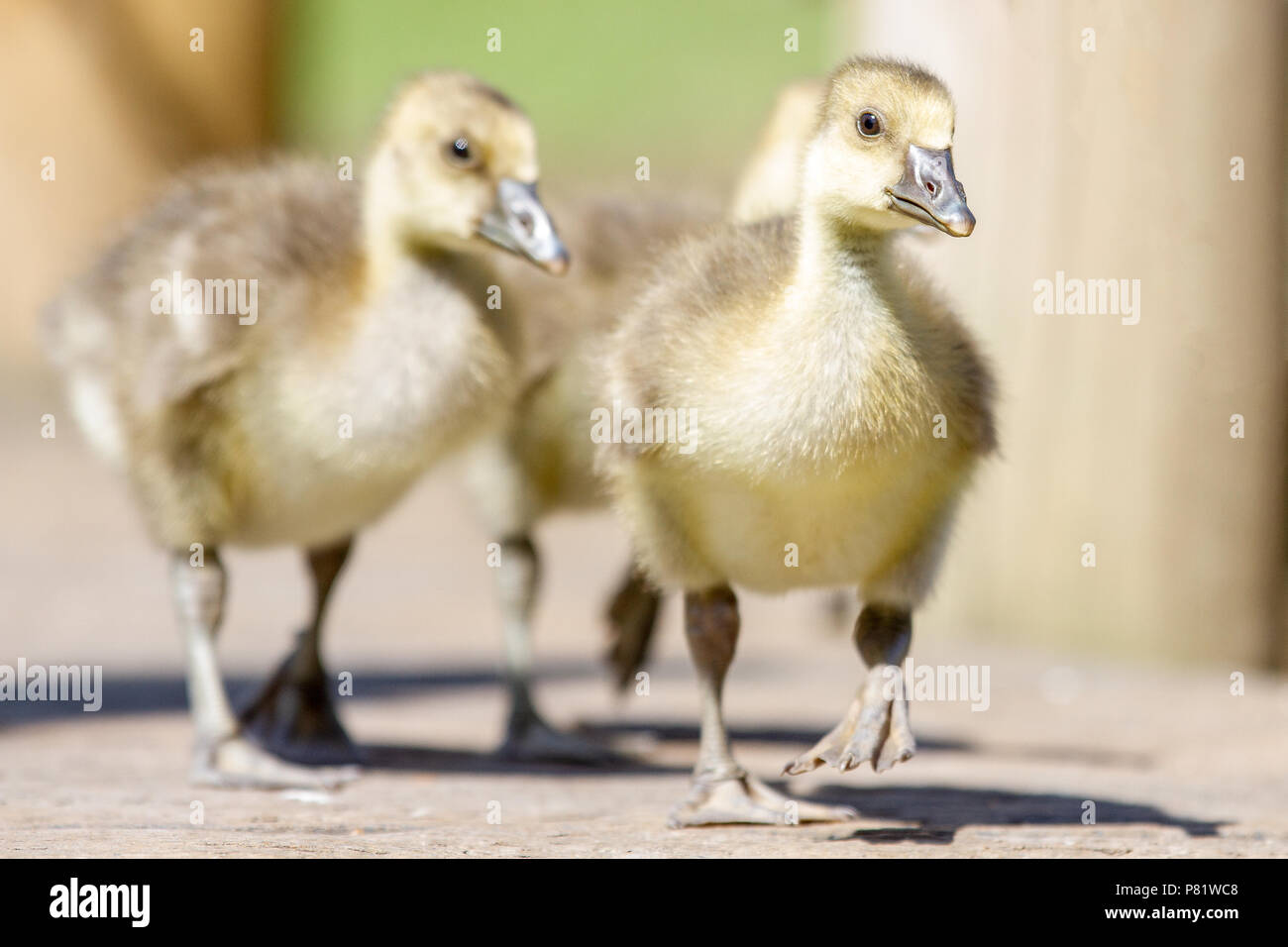 Greylag geese goslings (anser anser) in summer sunshine, Gloucestershire, UK Stock Photo