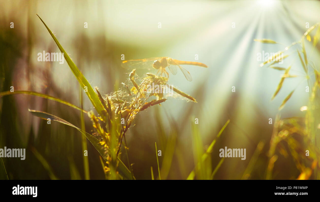 Resting Dragonfly on blade of grass Stock Photo - Alamy