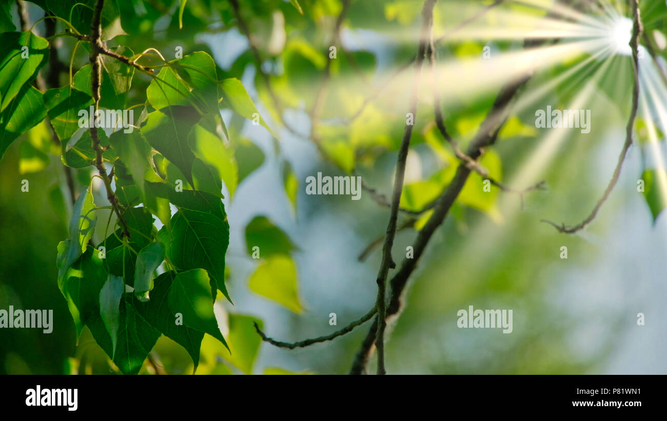 Closeup of beautiful spring branches of birch tree with green leaves ...