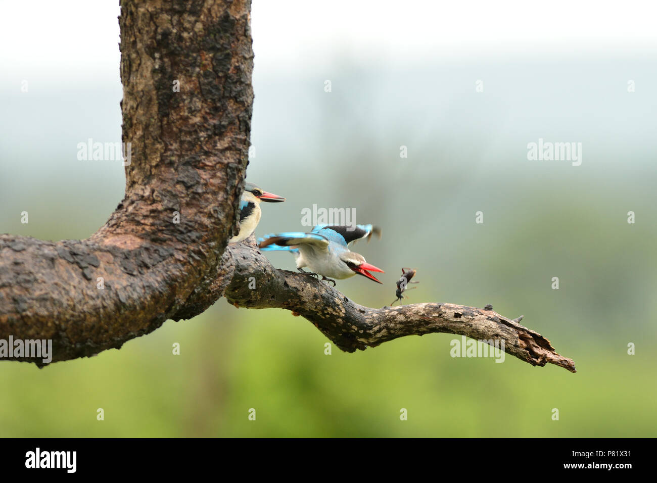 Male and female forest king fisher eating feeding on insect, Kruger Stock Photo