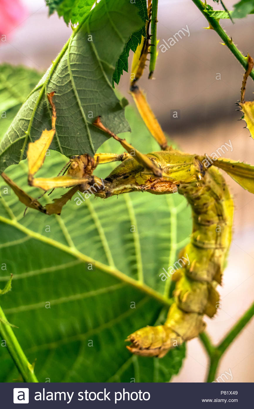 Insect Eating Leaves Stock Photos & Insect Eating Leaves Stock Images
