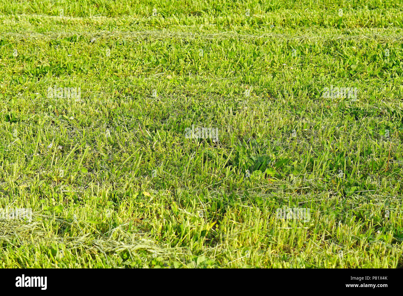 Rough Cut Green Grass Field Meadow Stock Photo Alamy