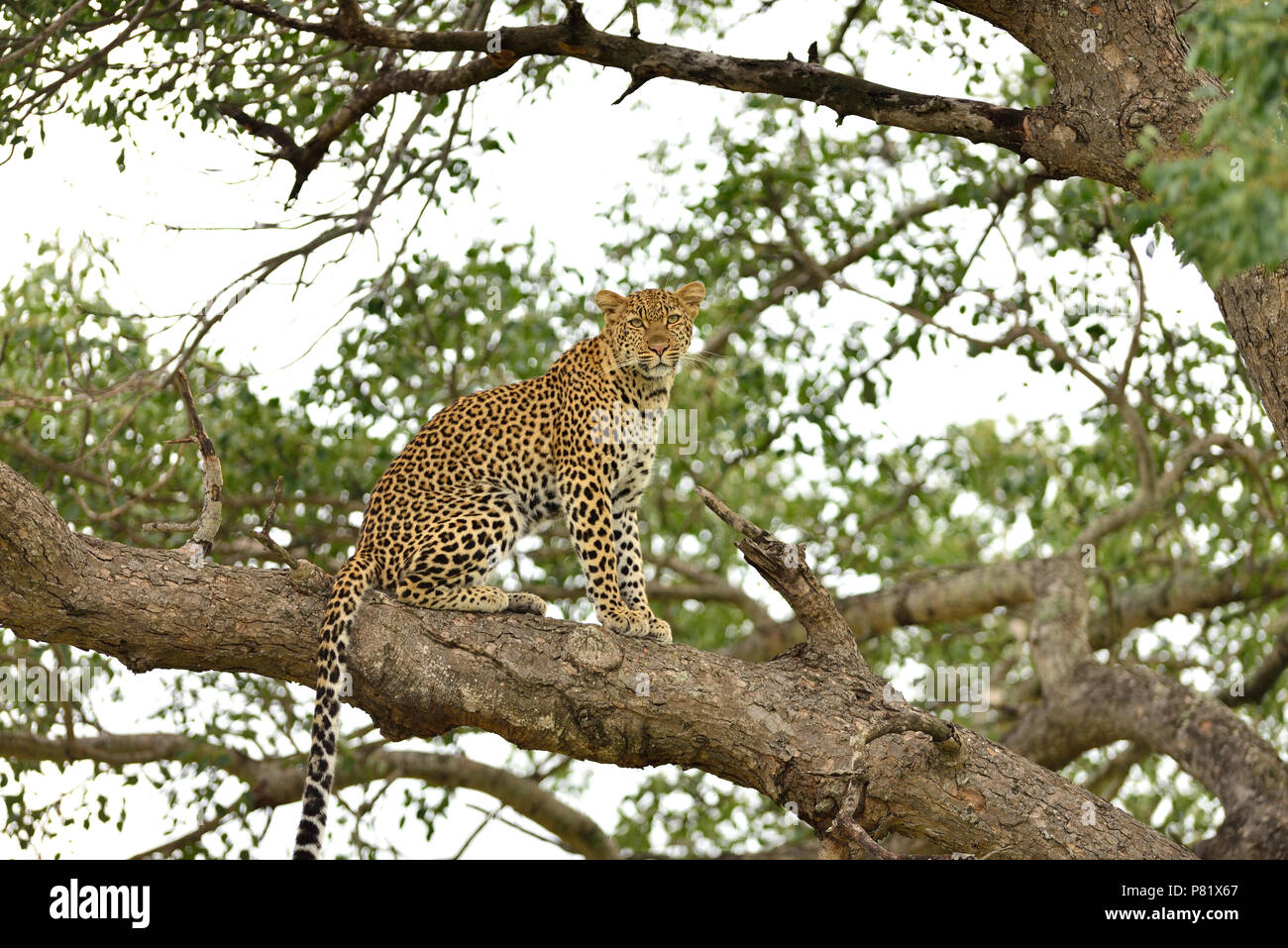 Female leopard close up portrait  Masai Mara  Kenya Stock Photo