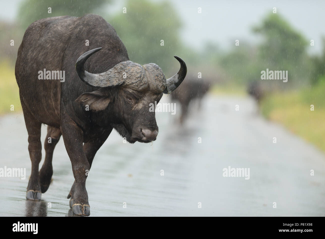 Cape buffalo on tar road road block Kruger Stock Photo
