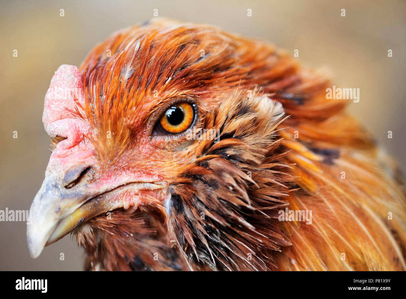 Ameraucana chicken hires stock photography and images Alamy