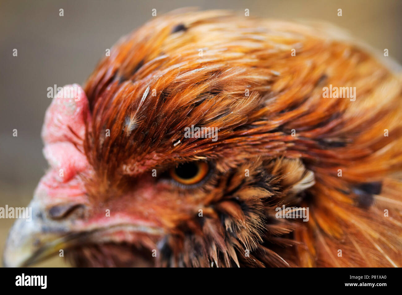 Ameraucana chicken hires stock photography and images Alamy