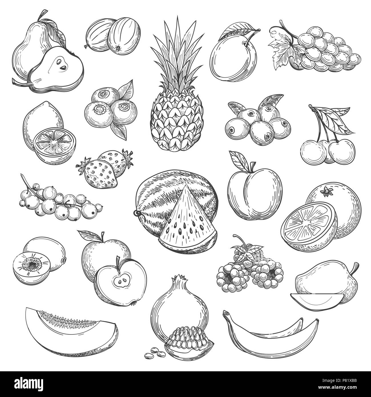 vintage fruit vector