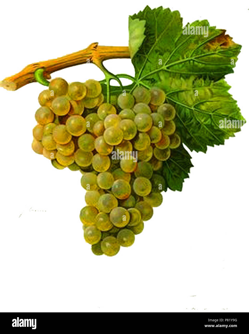 Français Grappe de Maccabeo blanc par Viala et Vermorel . 20 October