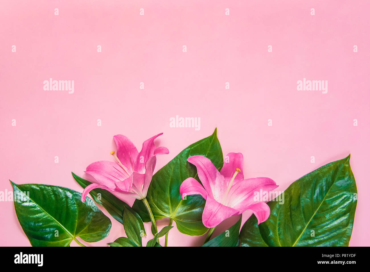 Flat lay of lilium flowers and green leaves over pink backgroung. Copy space. Stock Photo