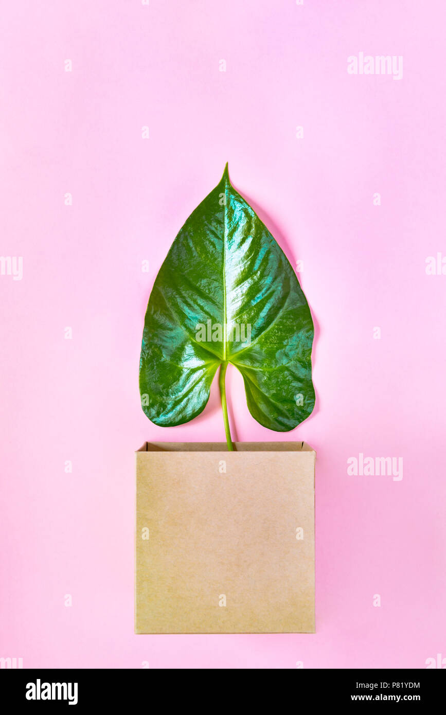 Top view of a green leaf in a kraft box over pink background. Abstract nature concept. Stock Photo