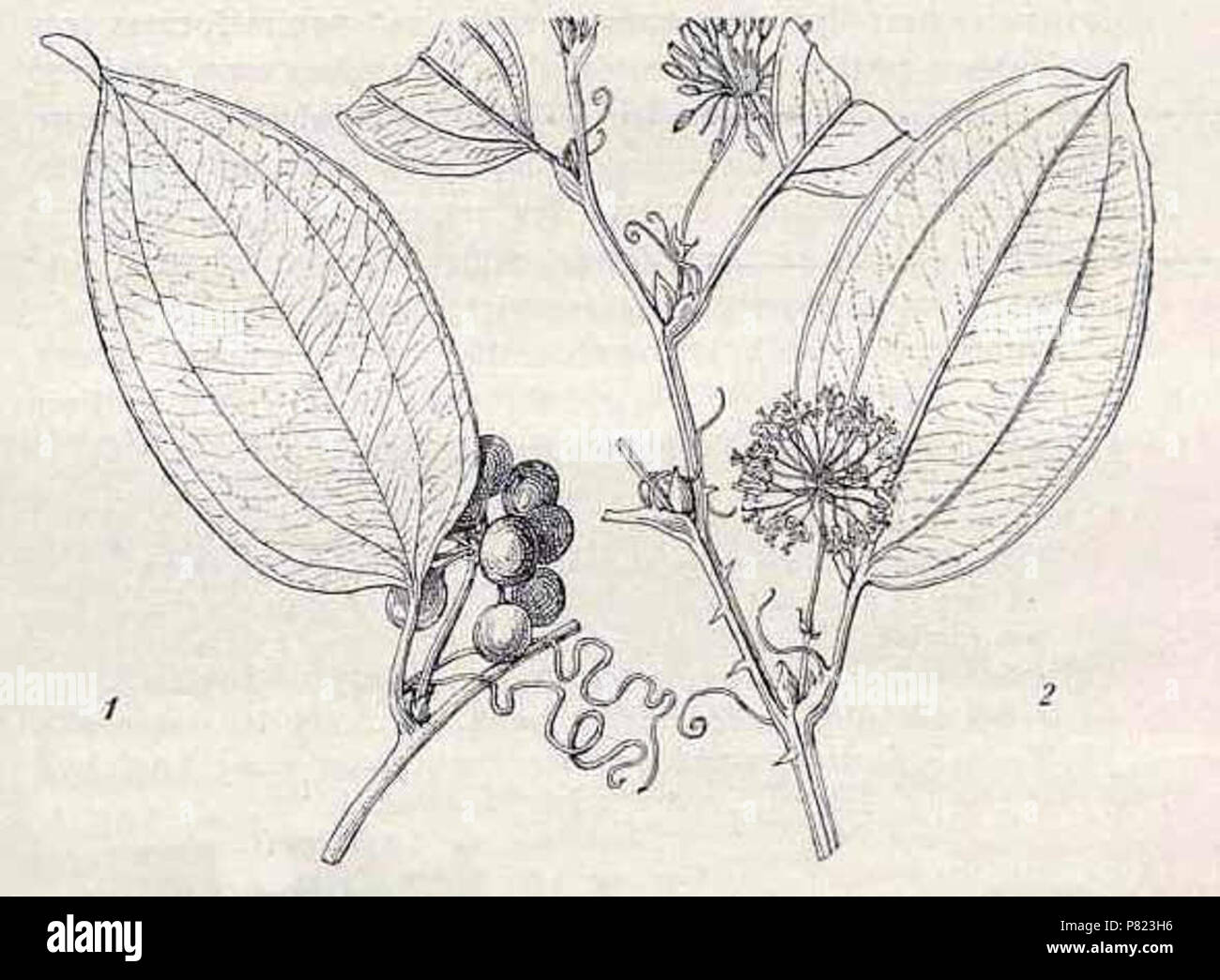 English: Smilax anceps Willd. [as Smilax kraussiana Meissner]Flore de Madagascar et des Comores, Liliace´es, vol. 40: p. 5 (1938) M. & J. Vesque Illustration contributed by the library of the Missouri Botanical Garden, U.S.A. 1938 349 Smilax anceps01a Stock Photo