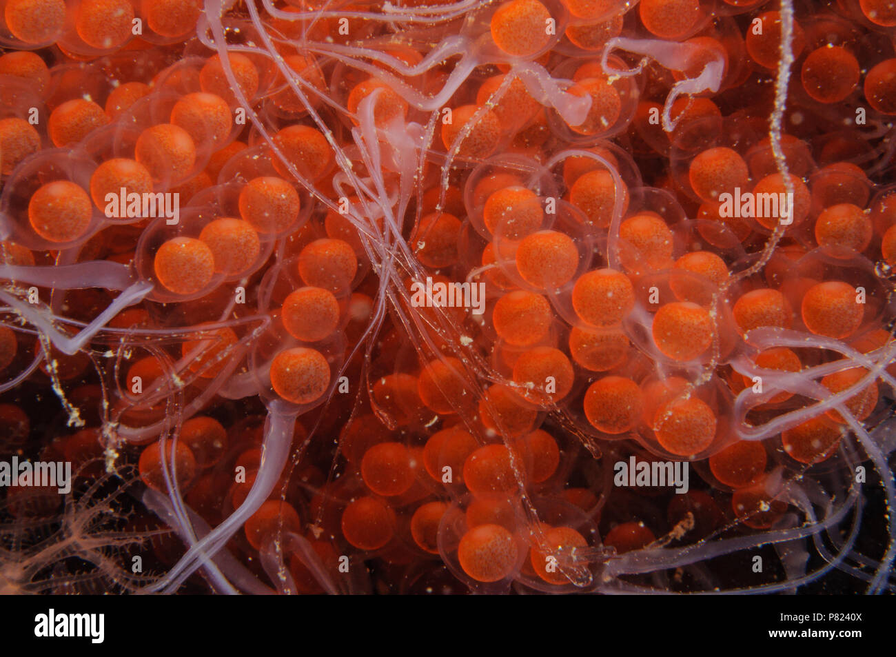 Freshly laid Tasselled Anglerfish eggs Stock Photo