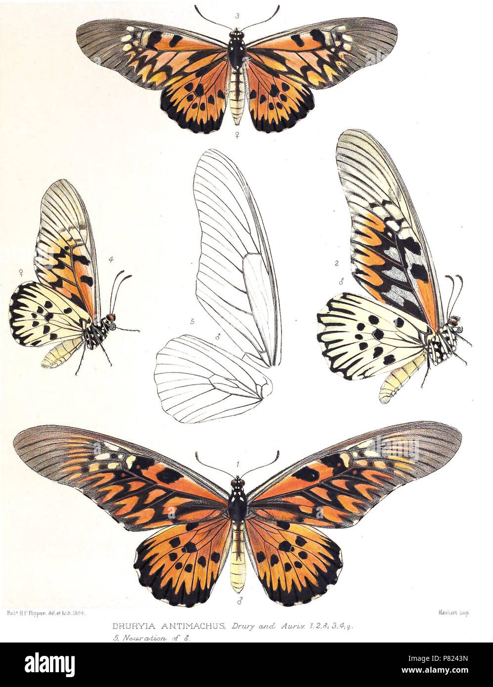 Druryia antimachus = Papilio antimachus . 1898 137 DruryiaAntimachusRippon Stock Photo