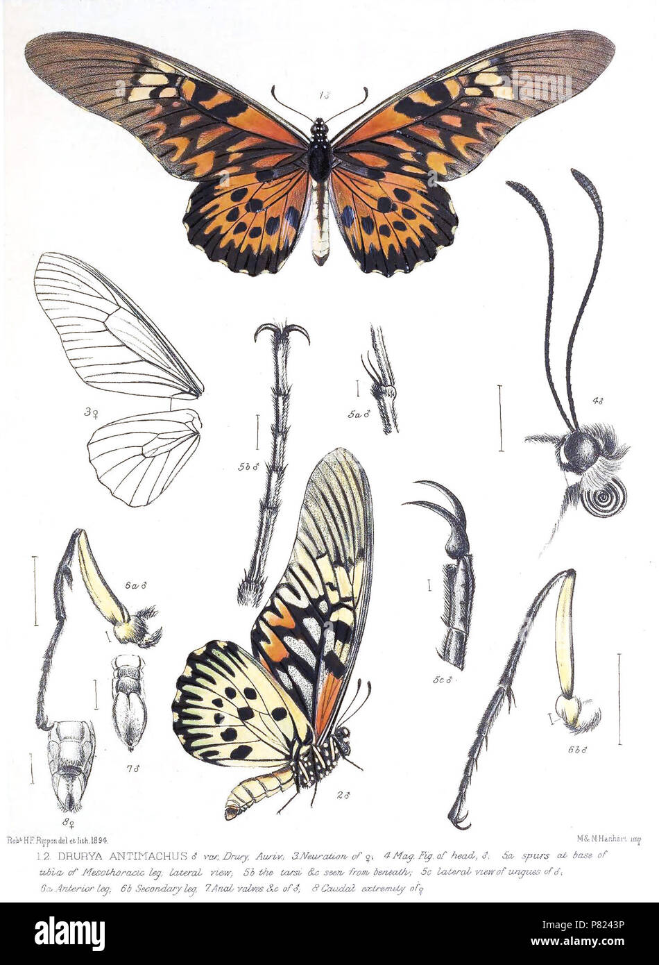 Drurya antimachus = Papilio antimachus . 1898 137 DruryaAntimachus2Rippon Stock Photo