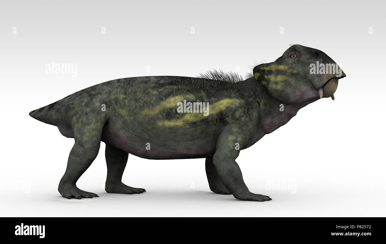 3d rendering of the lystrosaurus isolated on white Stock Photo Alamy