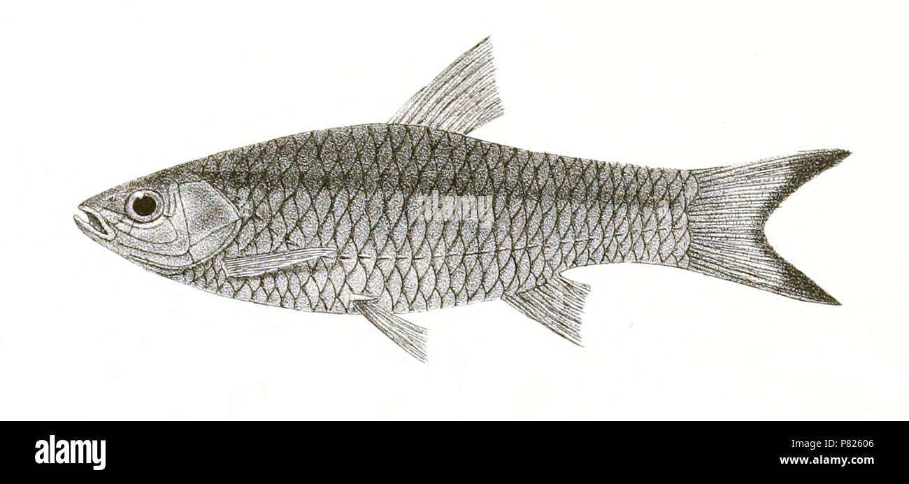 The species names / identity need verification - original names from plate are included here. The original plates showed the fishes facing right and have been flipped here. Rasbora buchanani . 1878 326 Rasbora buchanani Day 145 Stock Photo