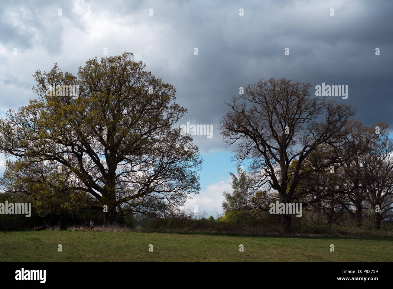 Field in Aldershot Stock Photo Alamy