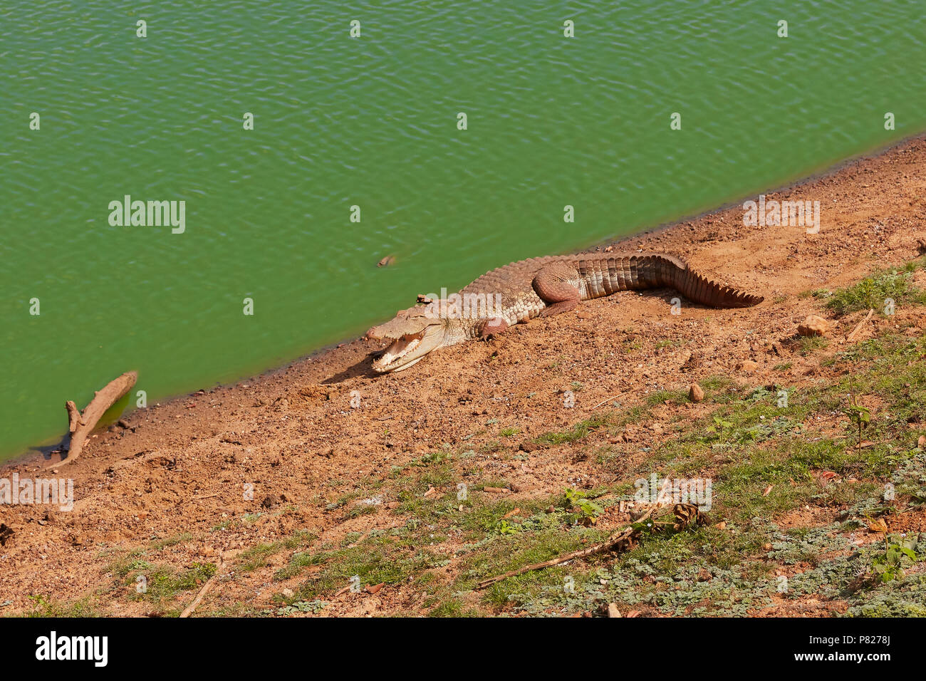 Dangerous crocodile on the green river coast in safari Yala park in Sri