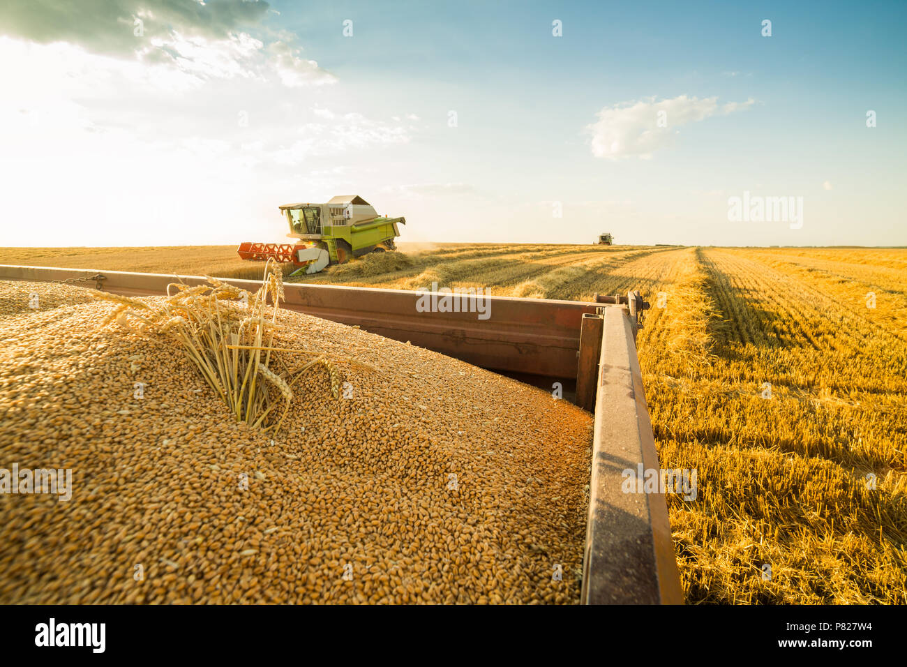 Combine harvester in action on wheat field Stock Photo - Alamy