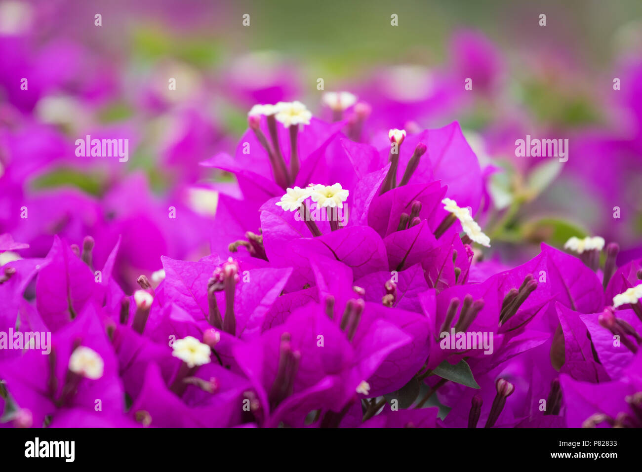 Botanical Garden, Los Mochis, Mexico Stock Photo - Alamy