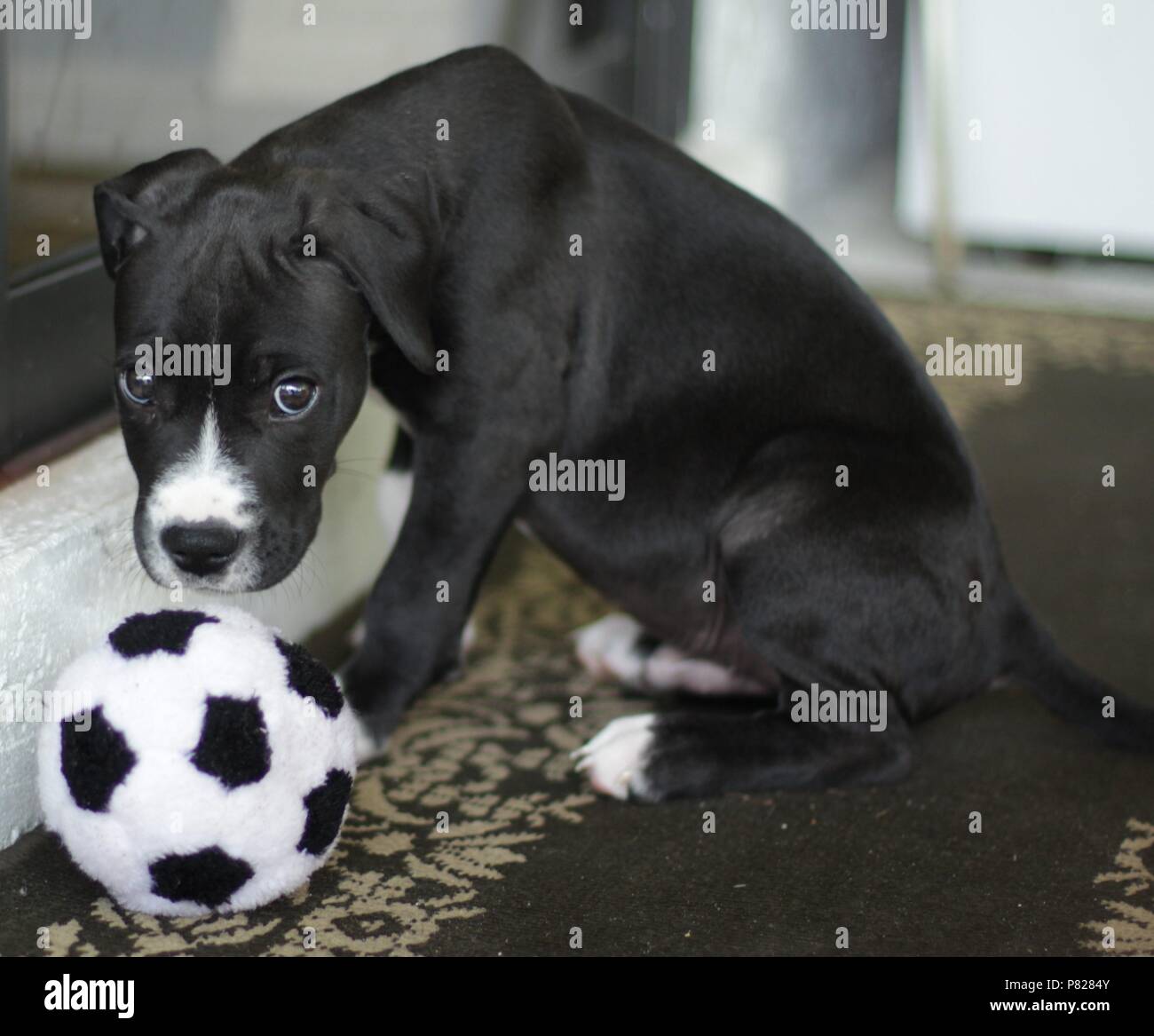 Labrador retriever puppy Stock Photo