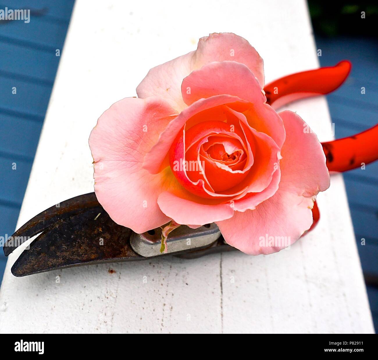 Cut the bush hires stock photography and images Alamy