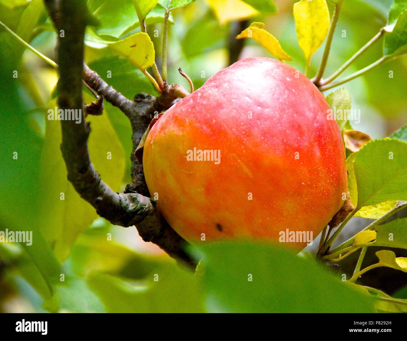 Honey Crisp Apple on Tree Stock Photo