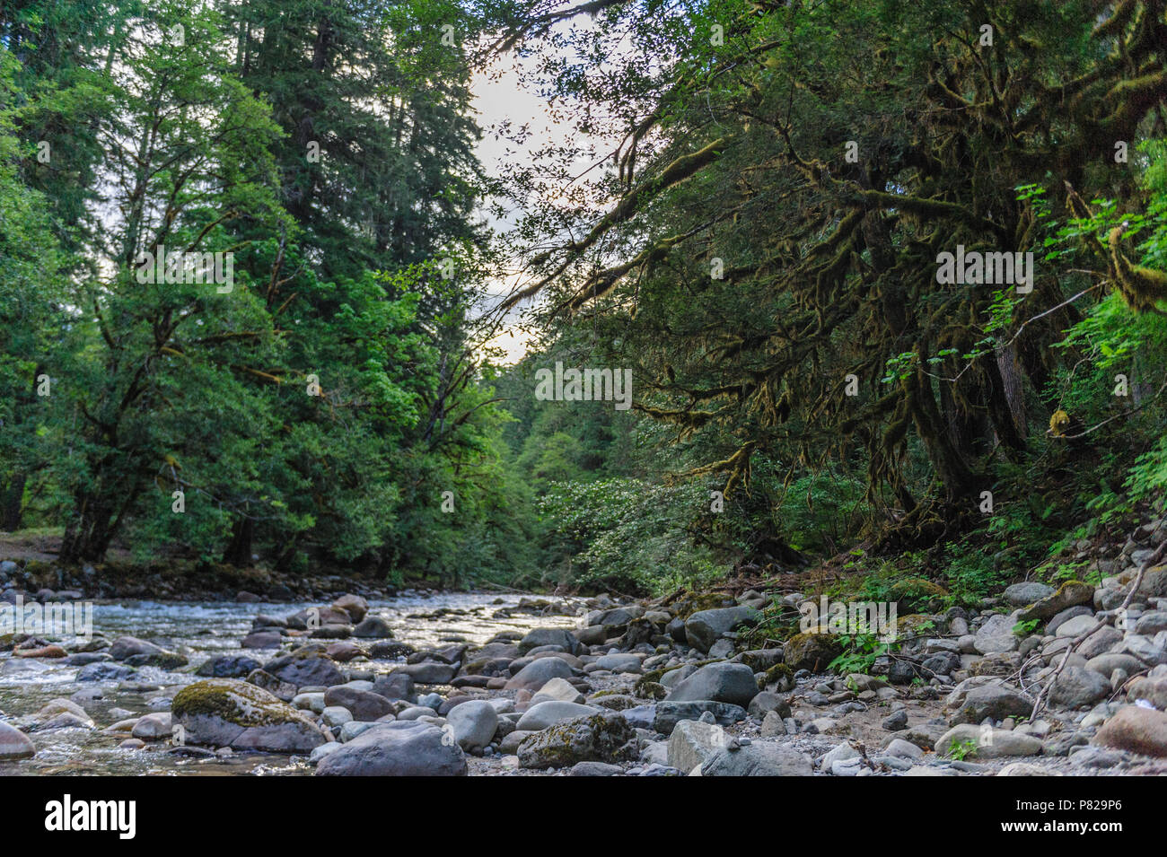 The Cowlitz River Stock Photo Alamy