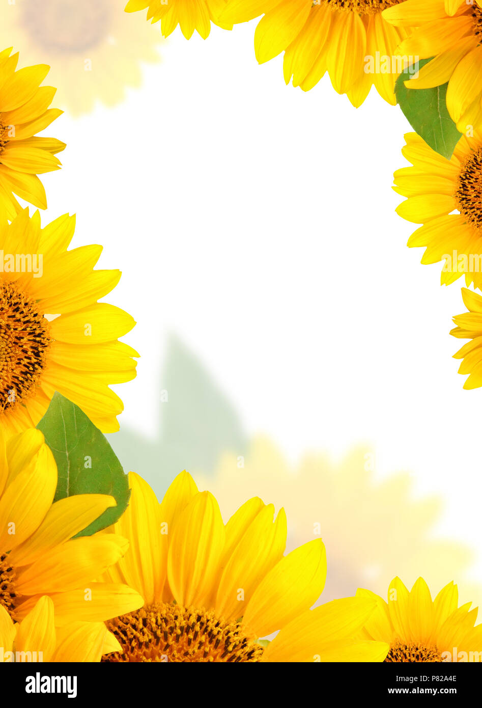 Frame of sunflowers on a white background. Background with copy space ...