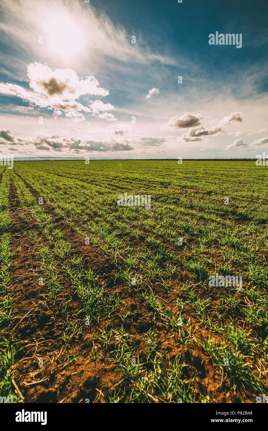 Tillering grass hires stock photography and images Alamy
