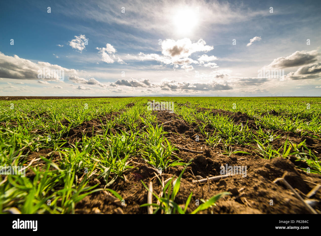 Tillering grass hires stock photography and images Alamy