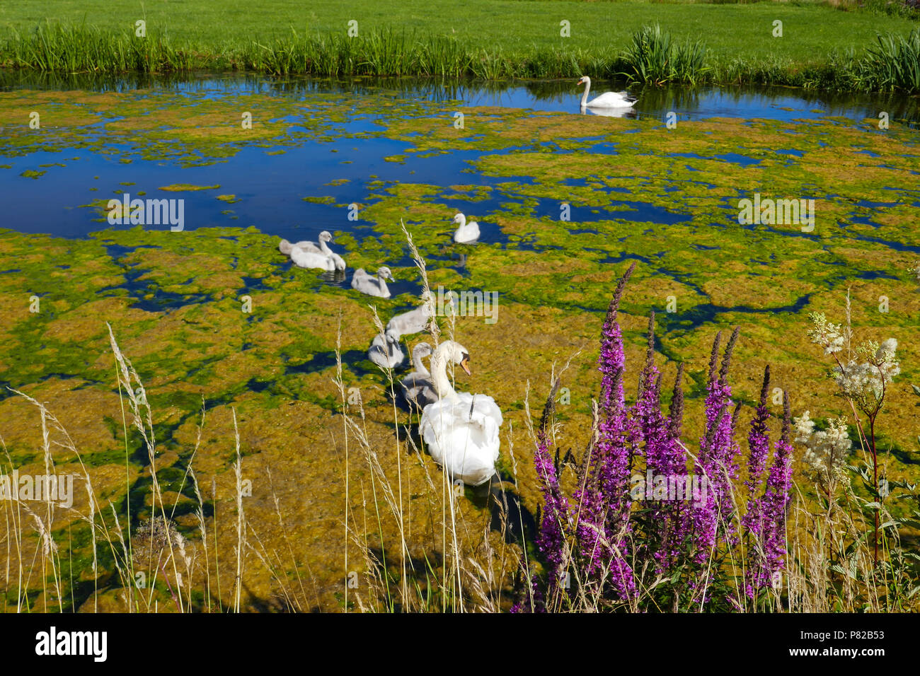 swan with youngsters, Holland Stock Photo
