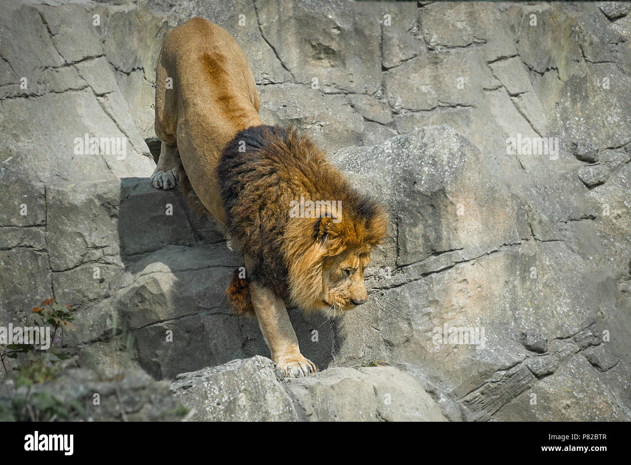 Close up of a lion prowling climbing down a rock face Stock Photo