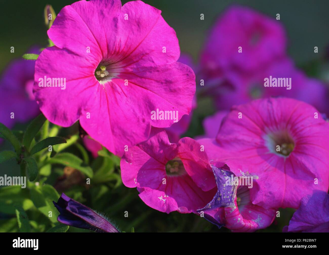 Summer Flowers, Purple Irish, Hosta, Tulips, Botanical Gardens, China  Lake, China, Maine, USA, Stock Photo