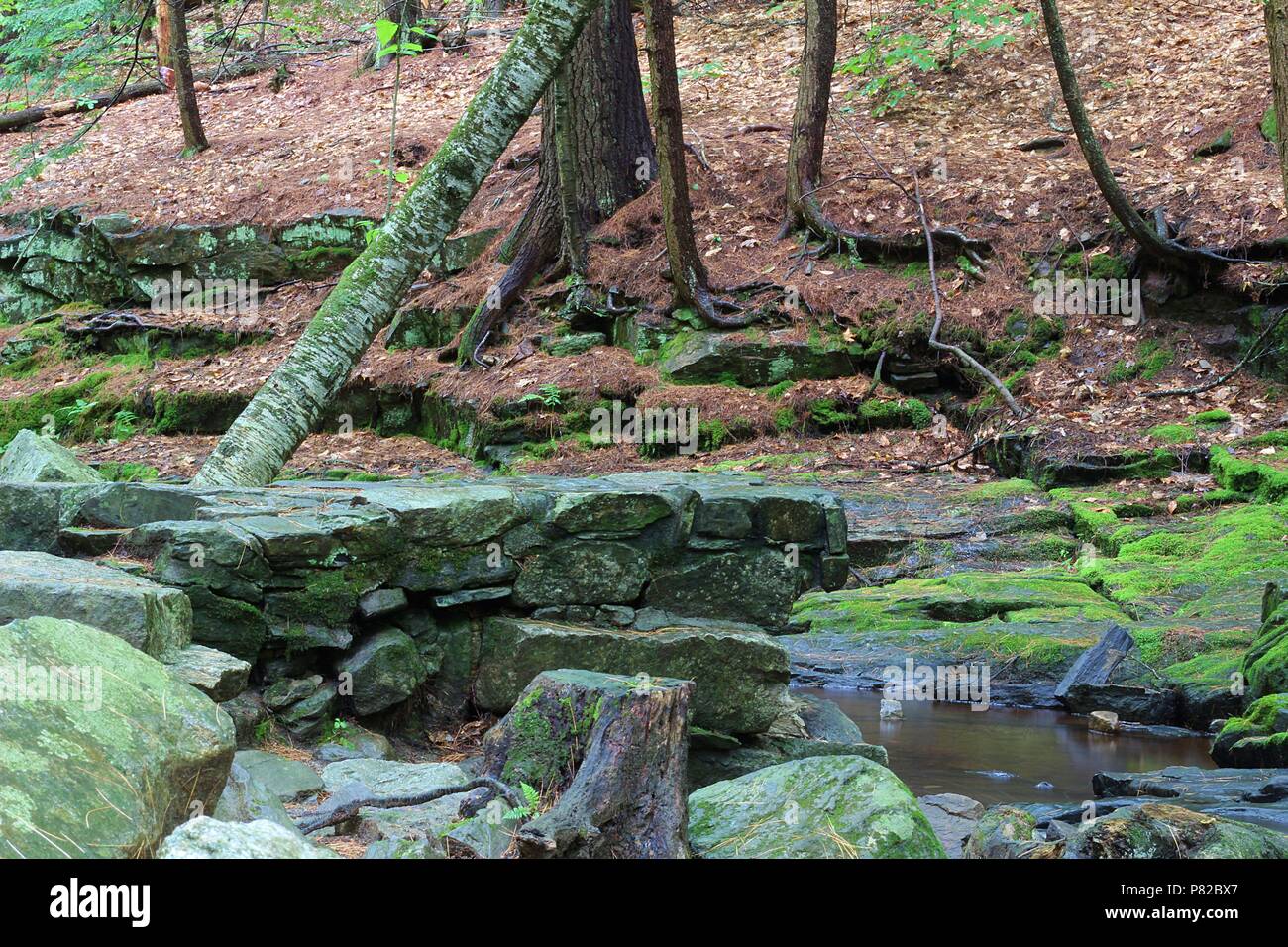 Vaughan Woods, Waterfalls, Hobbit Land, National Park, Hiking Trail